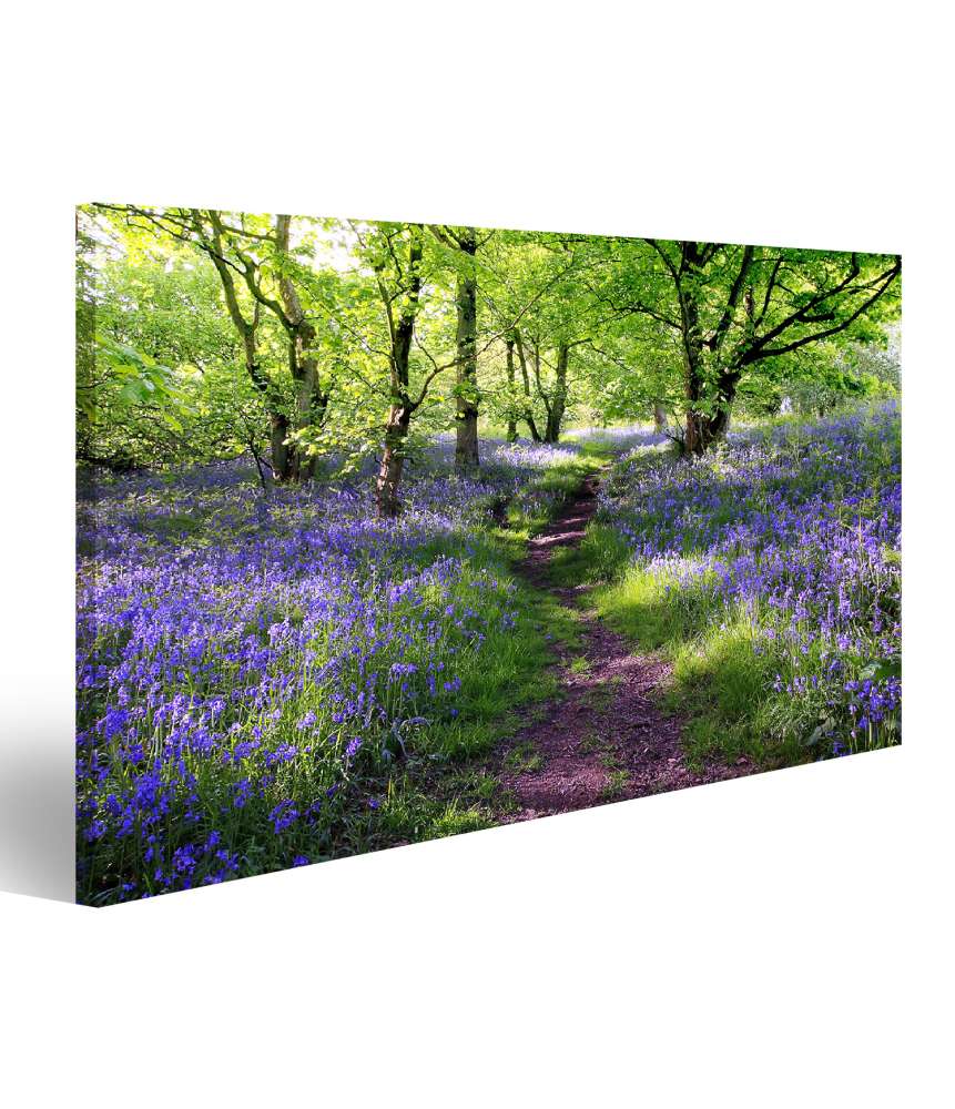 Islandburner Bild auf Leinwand Schottische Wiese mit blauen Glockenblumen - Wandbild