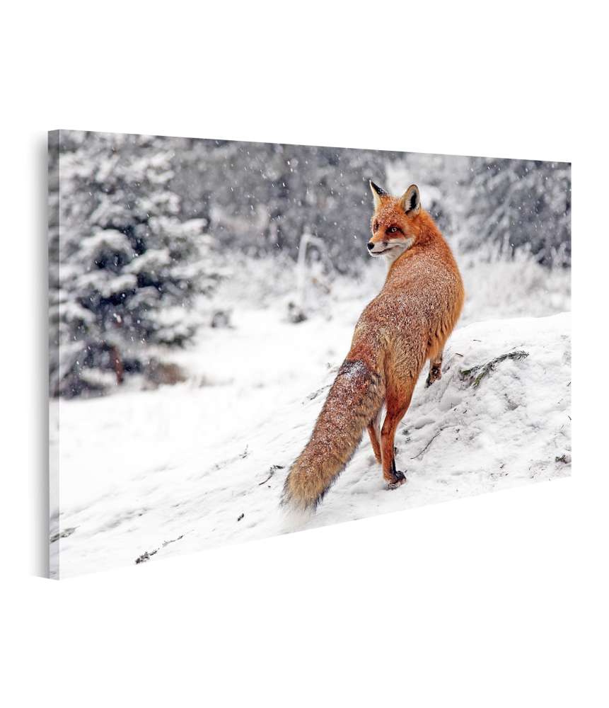 Islandburner Bild auf Leinwand Winterliches Fuchs-Wandbild im Schneewald der Hohen Tatra, Slowakei