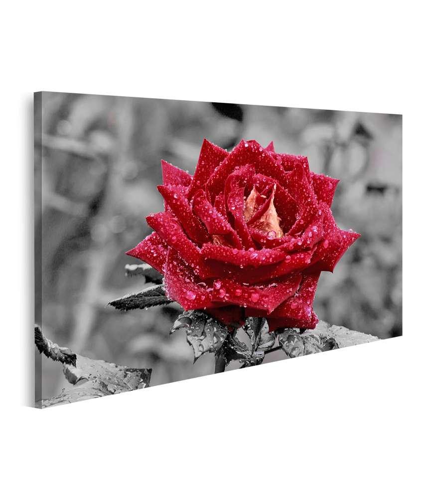 Islandburner Bild auf Leinwand Rote Rose mit funkelnden Wassertropfen vor grauem Hintergrund