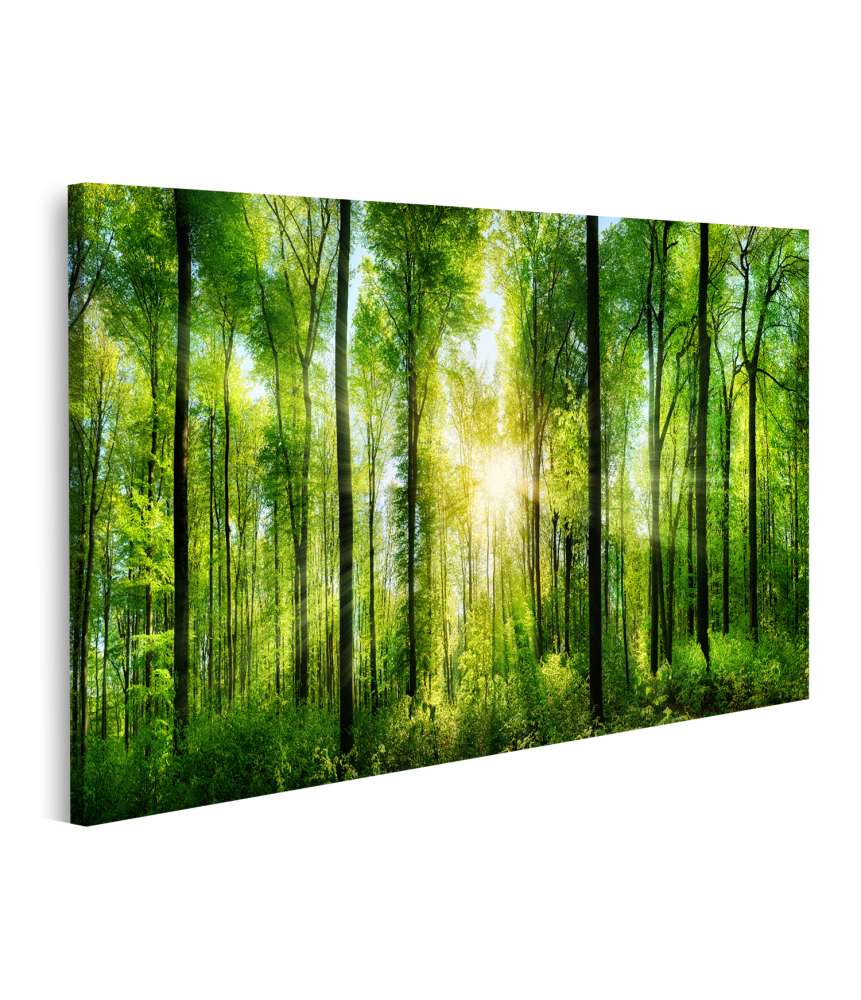 Islandburner Bild auf Leinwand Idyllisches Wandbild von grünen Laubbäumen in einem malerischen Wald