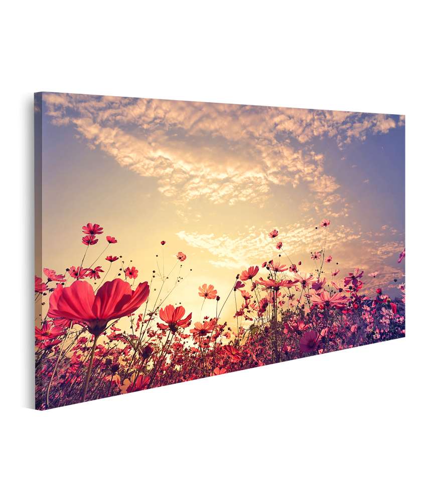 Islandburner Bild auf Leinwand Schönes Wandbild einer sonnigen Landschaft mit roten Kosmos-Blumenfeldern