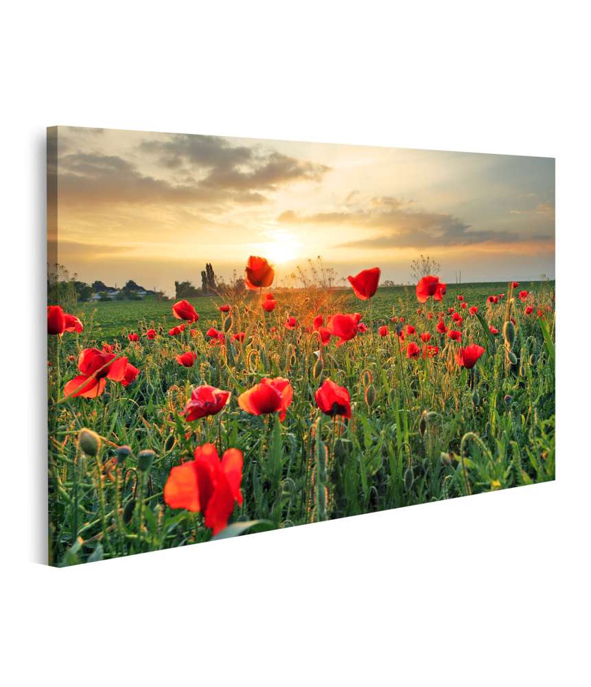 Islandburner Bild auf Leinwand Sonnenuntergang über einem Feld voller Mohnblumen