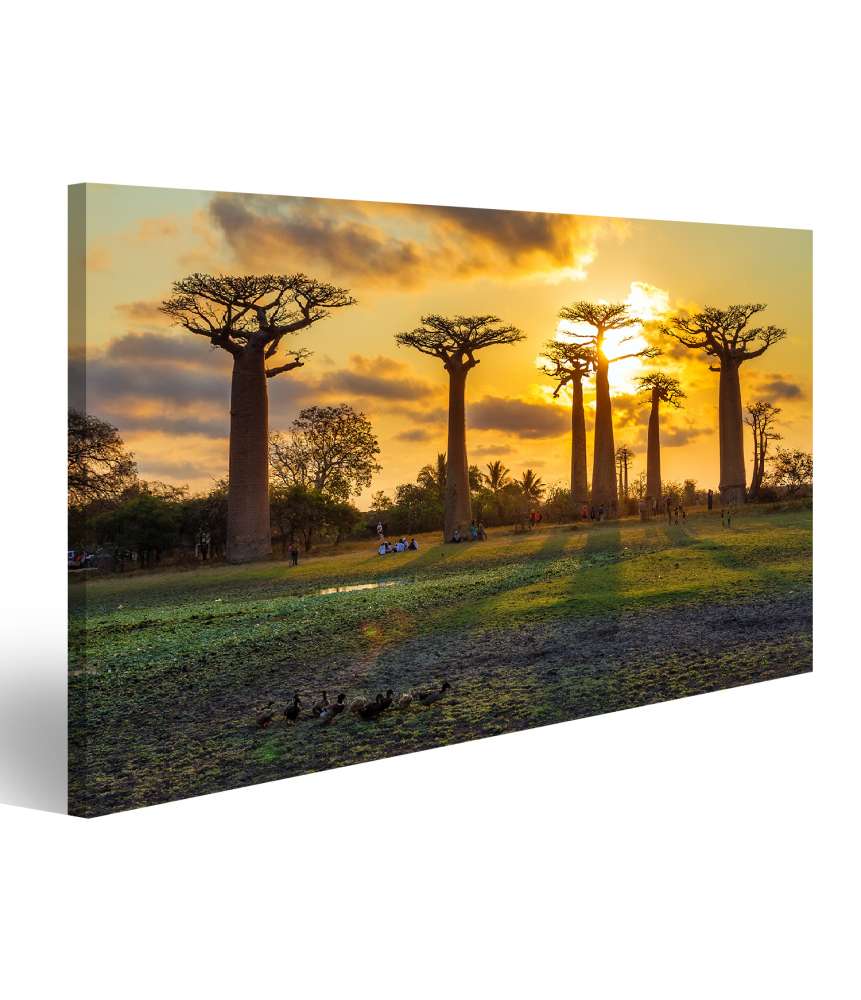 Islandburner Bild auf Leinwand Atemberaubender Sonnenuntergang zwischen Baobabs in Madagaskar