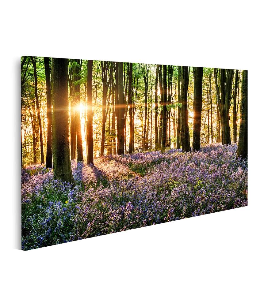 Islandburner Bild auf Leinwand Morgenlicht erweckt blühende Glockenblumen im Wald zum Leben