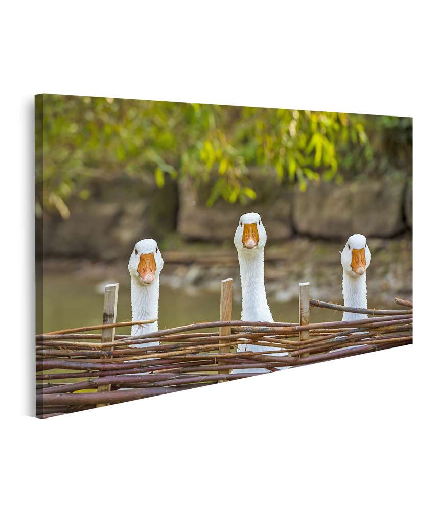 Bild auf Leinwand Drei heitere weiße Gänse hinter einem Flechtzaun auf einem Wandbild