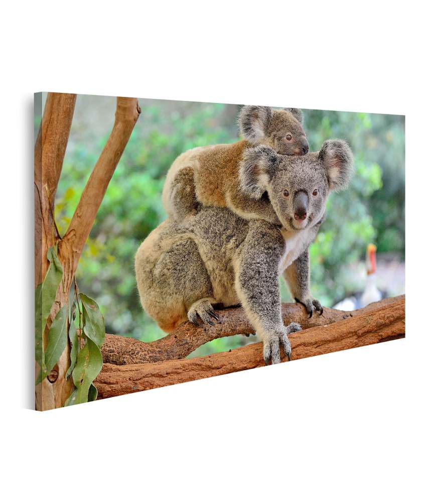 Bild auf Leinwand Baby-Koala kuschelt auf dem Rücken seiner Mutter im Eukalyptusbaum