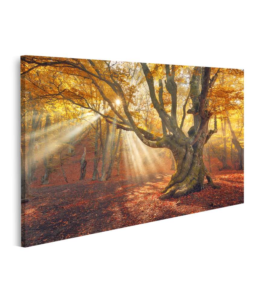 Islandburner Bild auf Leinwand Mystischer alter Baum im nebeligen Herbstwald bei Sonnenaufgang