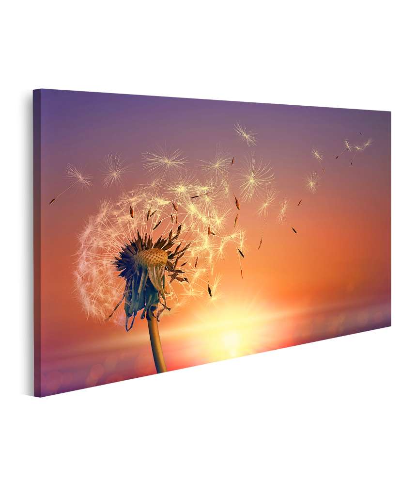 Islandburner Bild auf Leinwand Atemberaubende Pusteblume im Sonnenlicht, flauschig und strahlend