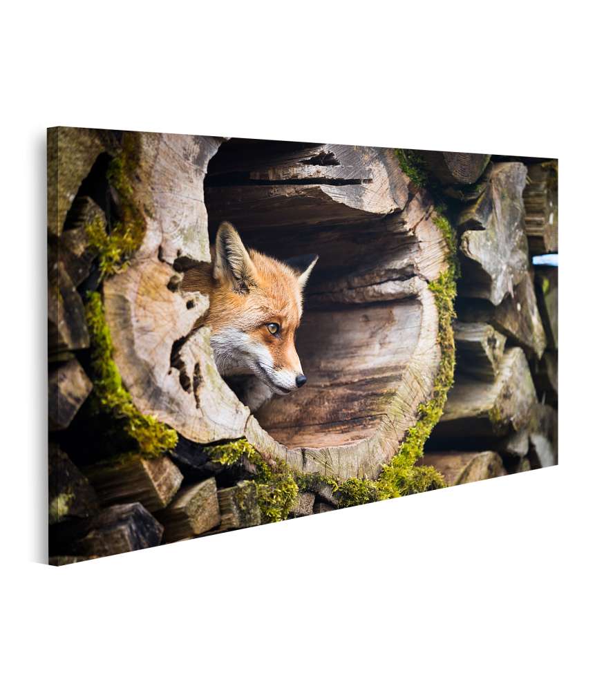 Islandburner Bild auf Leinwand Farbenfrohes Wandbild eines Rotfuchses (Vulpes Vulpes) in natürlicher Umgebung