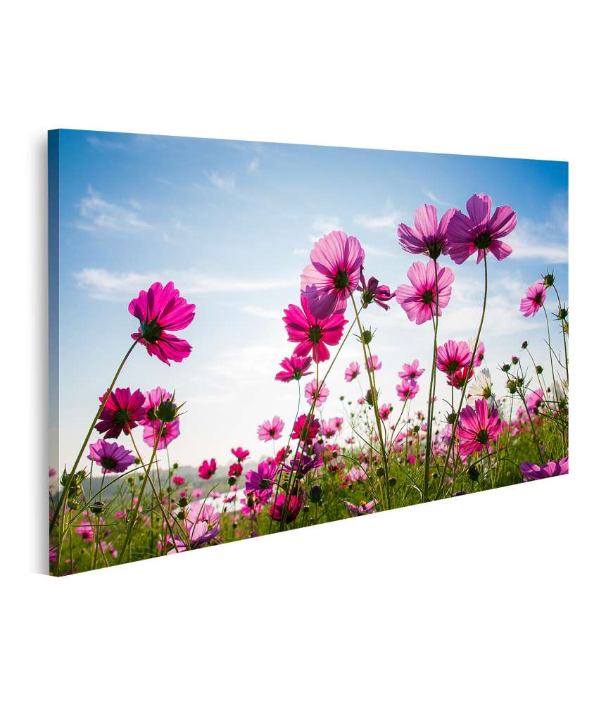 Islandburner Bild auf Leinwand Blumenfeld in Pink unter strahlend blauem Himmel