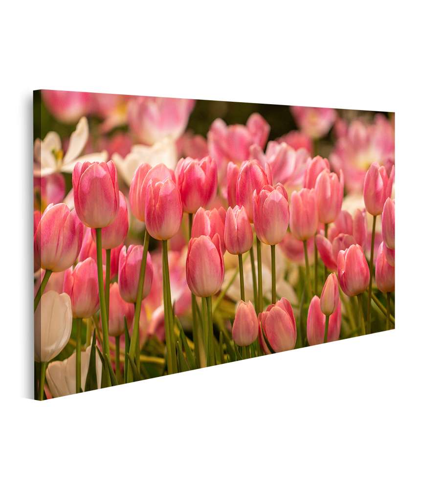 Islandburner Bild auf Leinwand Ein atemberaubendes Wandbild von einem Feld voller rosafarbener Tulpen