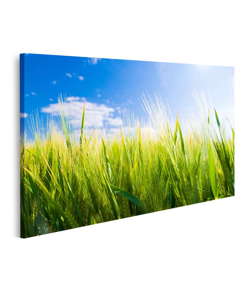 Islandburner Bild auf Leinwand Sonniges Weizenfeld: Idyllische Agrarlandschaft Wandbild 99A