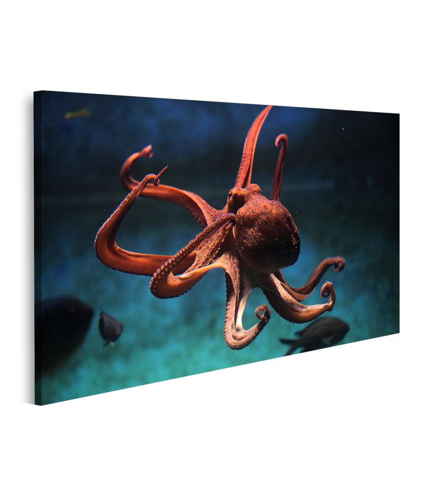 Islandburner Bild auf Leinwand Wildlife-Kunst: Lebensechter Oktopus (Octopus Vulgaris) Wandbild