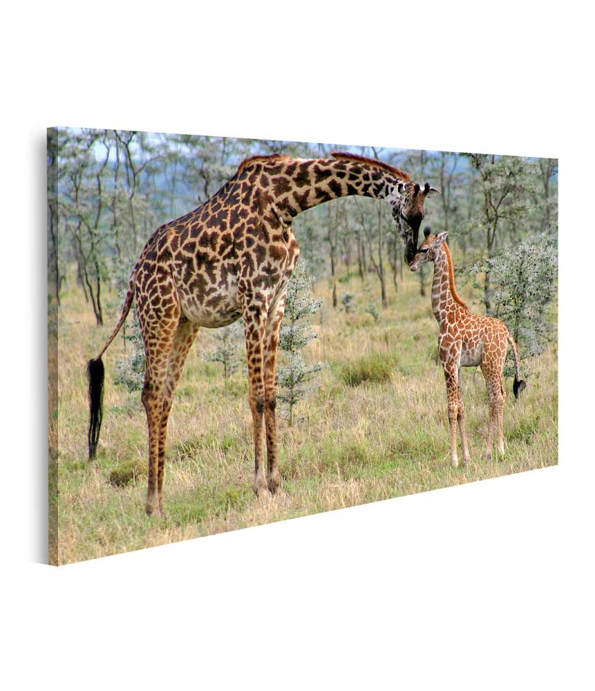 Islandburner Bild auf Leinwand Mutter und Baby Giraffe liebevoll in natürlicher Umgebung dargestellt