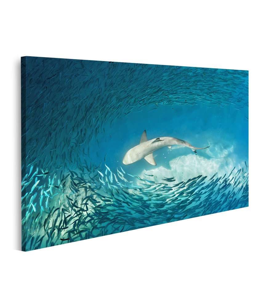 Islandburner Bild auf Leinwand Haie und kleine Fische im natürlichen Ozean-Hintergrund Wandbild