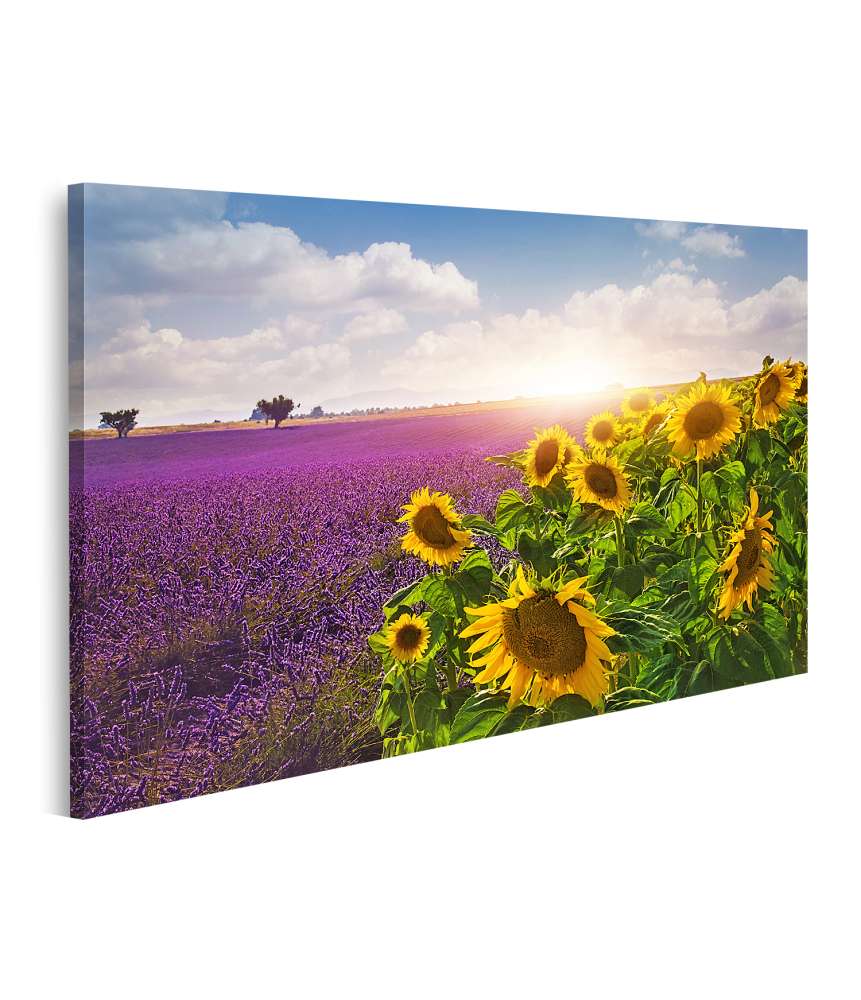 Islandburner Bild auf Leinwand Sonnenblumen- und Lavendelfelder in der Provence Wandbild