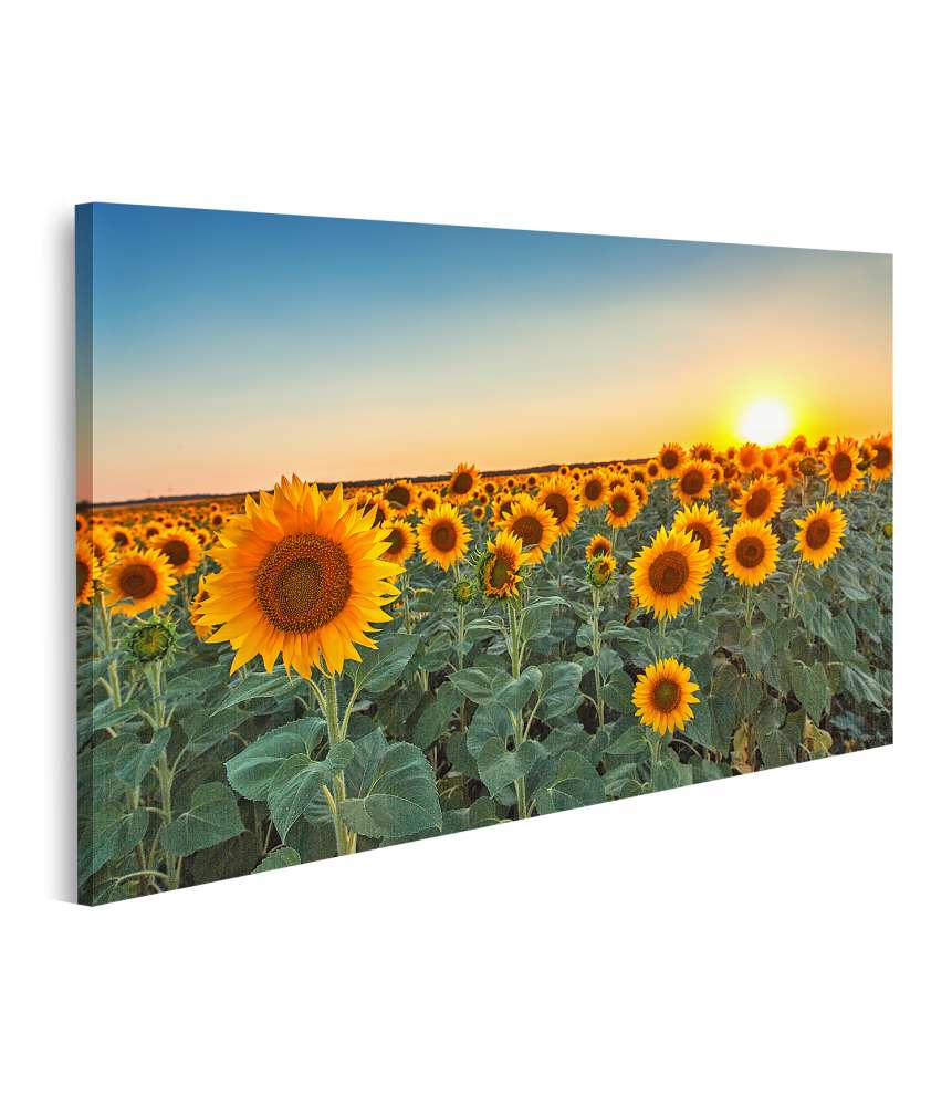 Islandburner Bild auf Leinwand Sonnenuntergang über einem Feld voller blühender Sonnenblumen