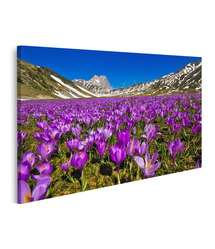 Islandburner Bild auf Leinwand Berglandschaft mit wilden Krokusblüten auf Wandteppich, Campo Imperatore, Italien