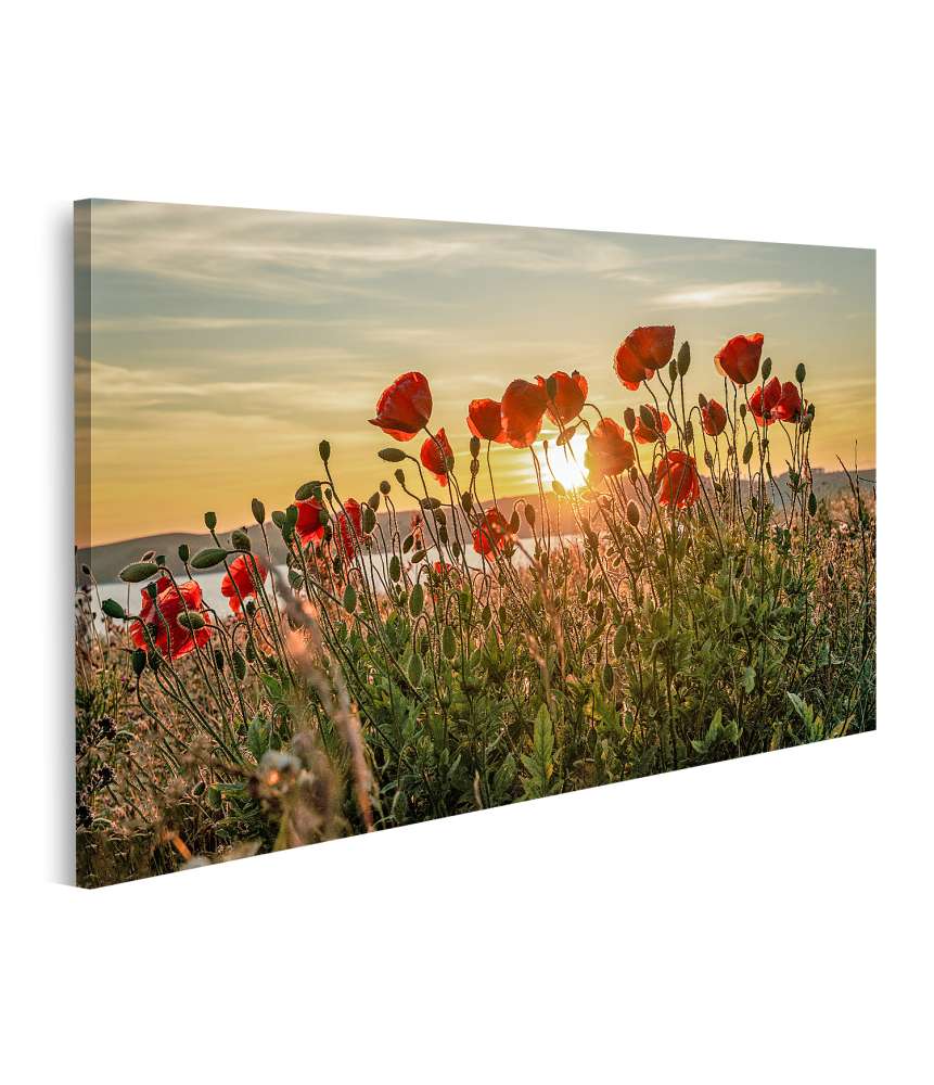 Islandburner Bild auf Leinwand Sonnenuntergang mit rotem Mohn auf Mönchgut, Ostseeinsel Rügen