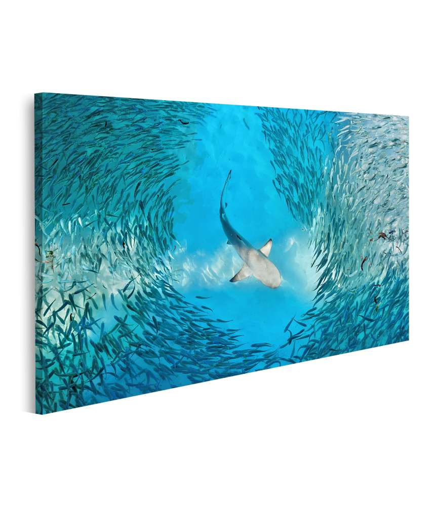 Islandburner Bild auf Leinwand Haifisch und kleine Fische im natürlichen Ozean-Hintergrund