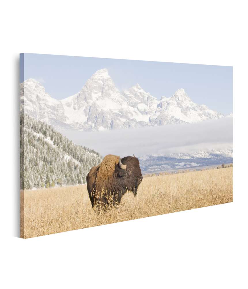 Islandburner Bild auf Leinwand Majestätisches Wandbild eines Bisons vor den Grand Teton Bergen