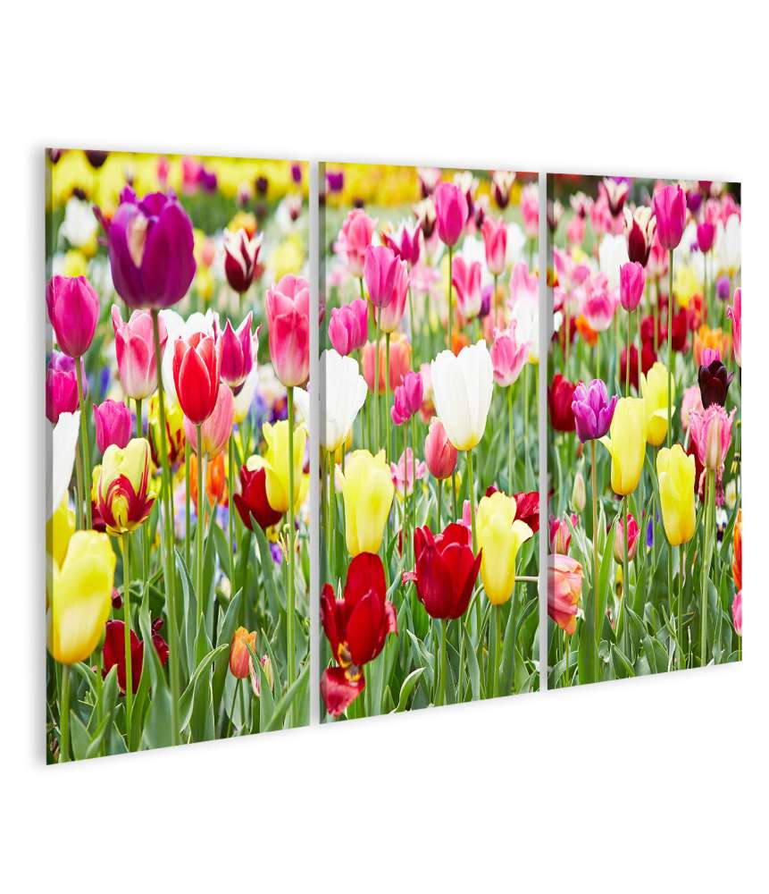 Islandburner Bild auf Leinwand Vielfältige Blumenauswahl mit prächtig blühenden Tulpen als Highlight