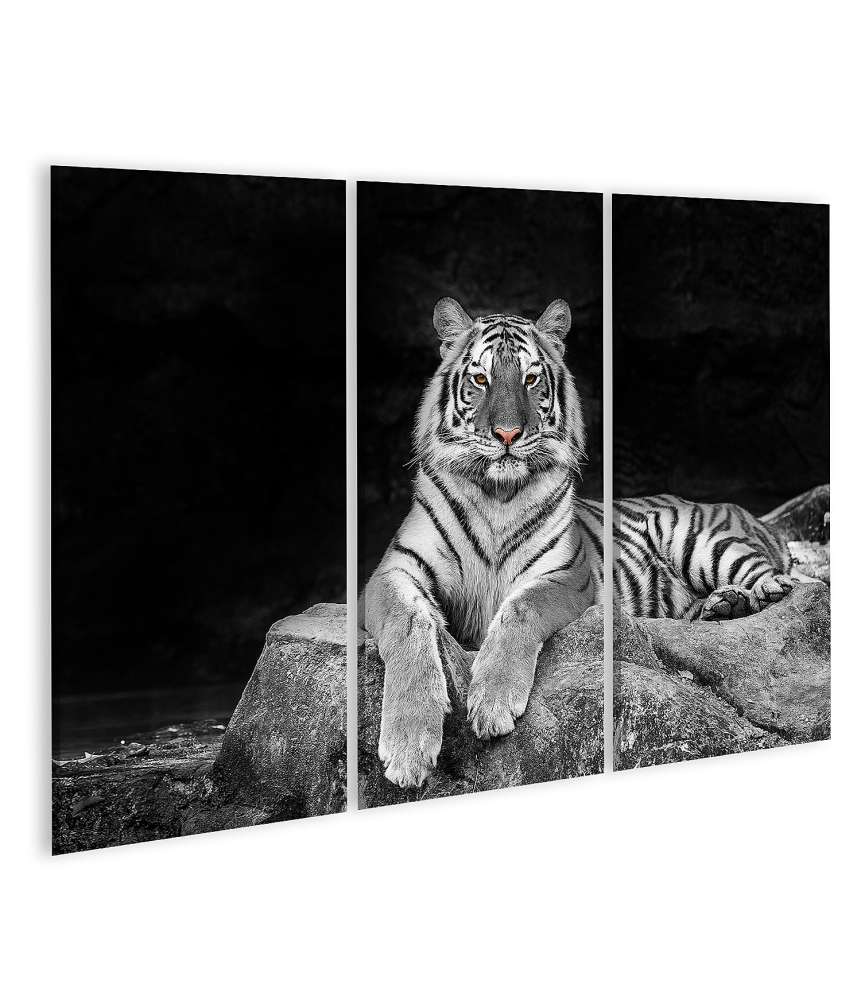 Islandburner Bild auf Leinwand Schwarz-Weiß Wandbild eines Tigers, der auf einem Stein liegt