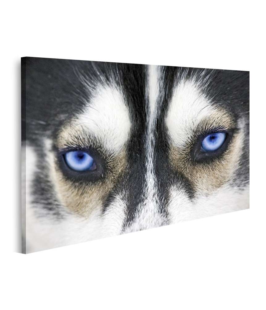 Islandburner Bild auf Leinwand Nahaufnahme der leuchtend blauen Augen eines Husky-Hundes