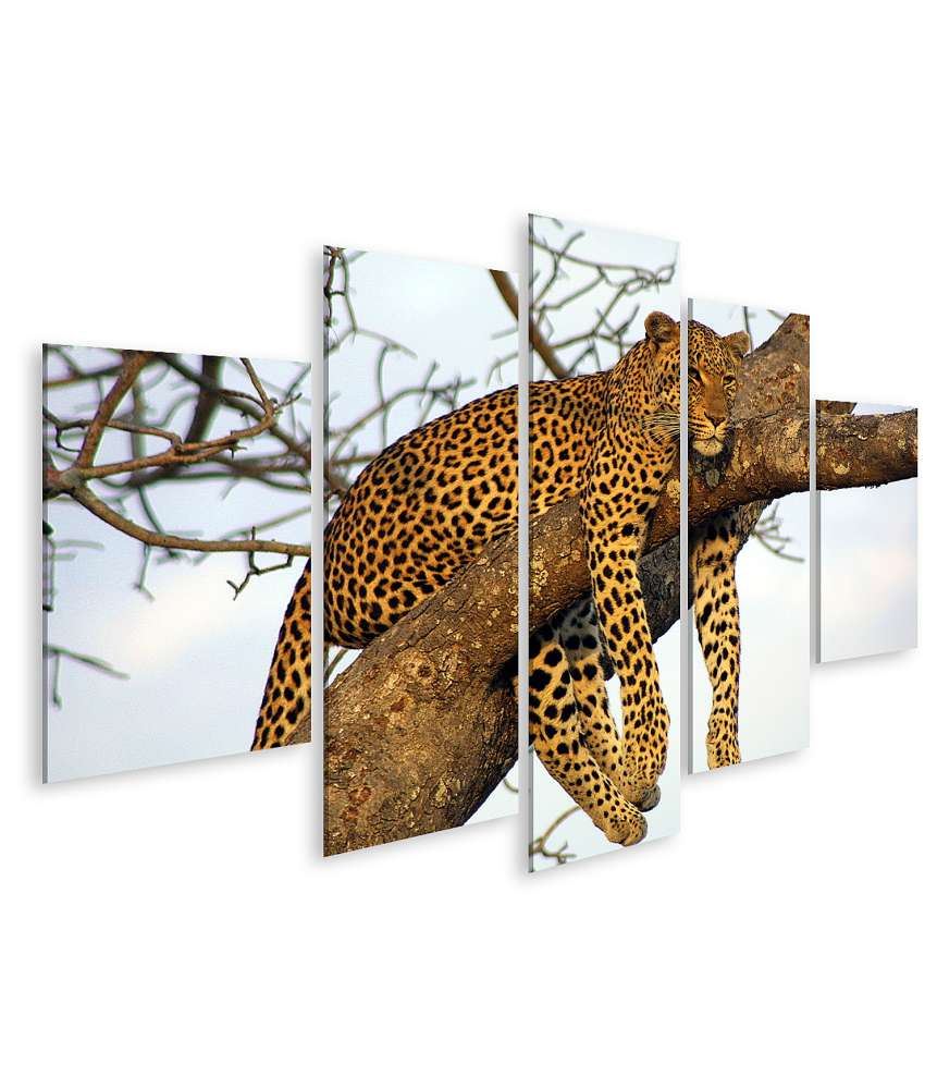 Islandburner Bild auf Leinwand Leopard entspannt faulenzend in eindrucksvollem Wandbild