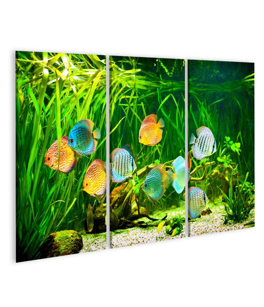 Islandburner Bild auf Leinwand Symphysodon Discus-Fische in einem Aquarium vor grünem Hintergrund