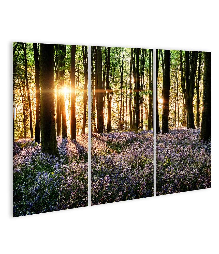 Islandburner Bild auf Leinwand Morgenlicht erweckt blühende Glockenblumen im Wald zum Leben