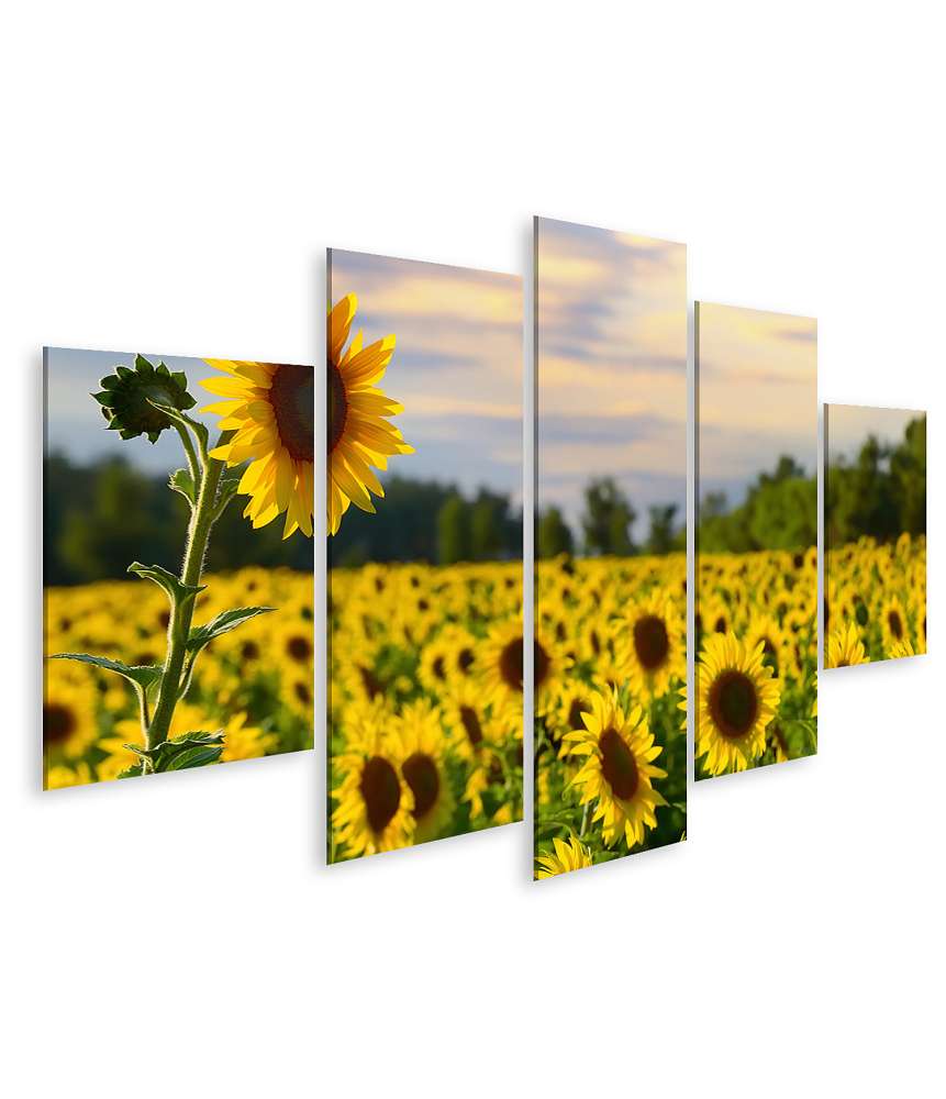 Islandburner Bild auf Leinwand Großes Wandbild: Sonnenblume vor Feld und prachtvollem Abendhimmel