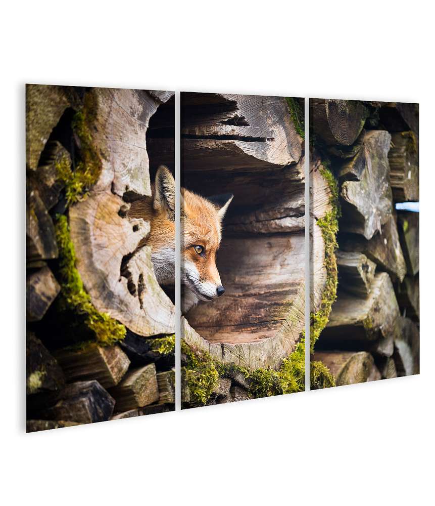 Islandburner Bild auf Leinwand Farbenfrohes Wandbild eines Rotfuchses (Vulpes Vulpes) in natürlicher Umgebung