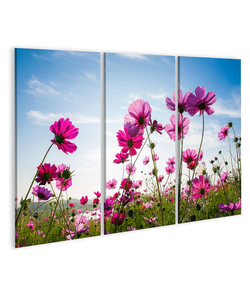 Islandburner Bild auf Leinwand Blumenfeld in Pink unter strahlend blauem Himmel