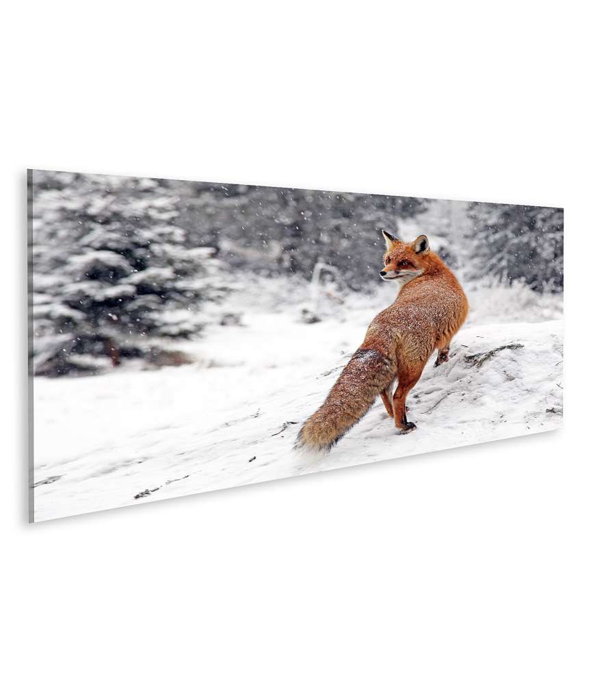 Islandburner Bild auf Leinwand Winterliches Fuchs-Wandbild im Schneewald der Hohen Tatra, Slowakei