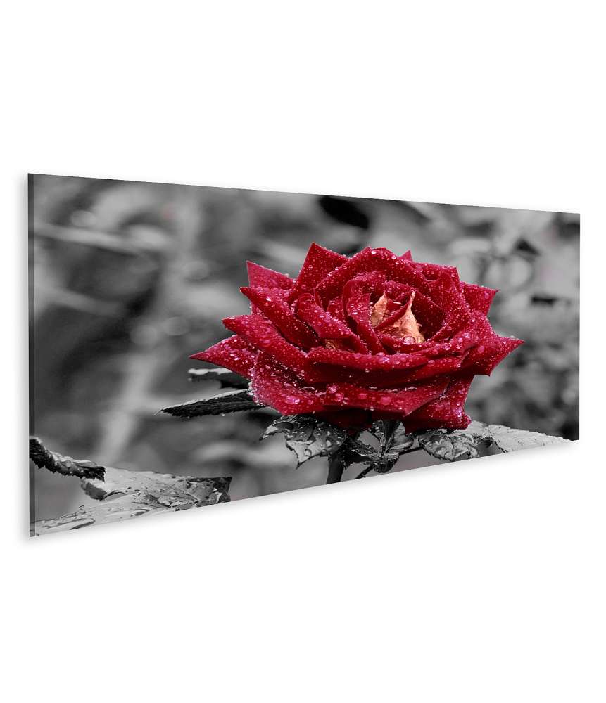 Islandburner Bild auf Leinwand Rote Rose mit funkelnden Wassertropfen vor grauem Hintergrund