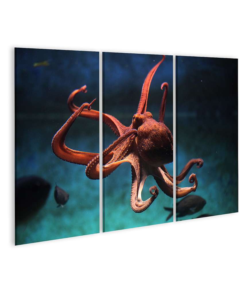 Islandburner Bild auf Leinwand Wildlife-Kunst: Lebensechter Oktopus (Octopus Vulgaris) Wandbild