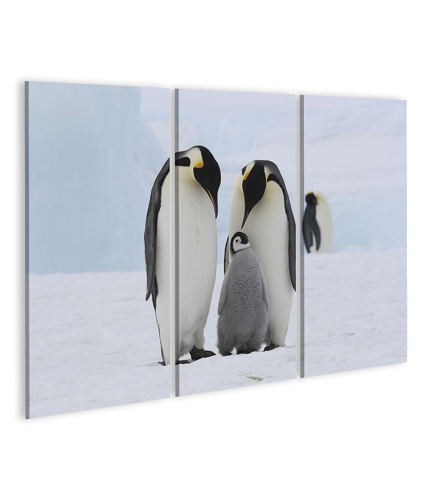 Islandburner Bild auf Leinwand Wandbild einer Pinguinfamilie in der eisigen Antarktis