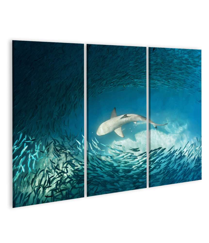 Islandburner Bild auf Leinwand Haie und kleine Fische im natürlichen Ozean-Hintergrund Wandbild