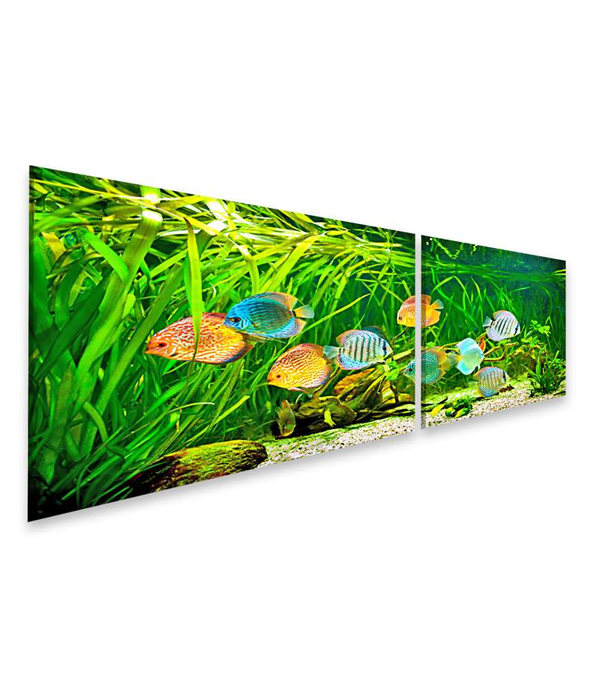 Islandburner Bild auf Leinwand Symphysodon Discus-Fische in einem Aquarium vor grünem Hintergrund