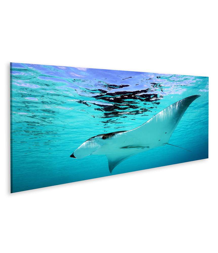 Islandburner Bild auf Leinwand Manta-Rochen schwebt elegant im türkisblauen Wasser - Wandbild