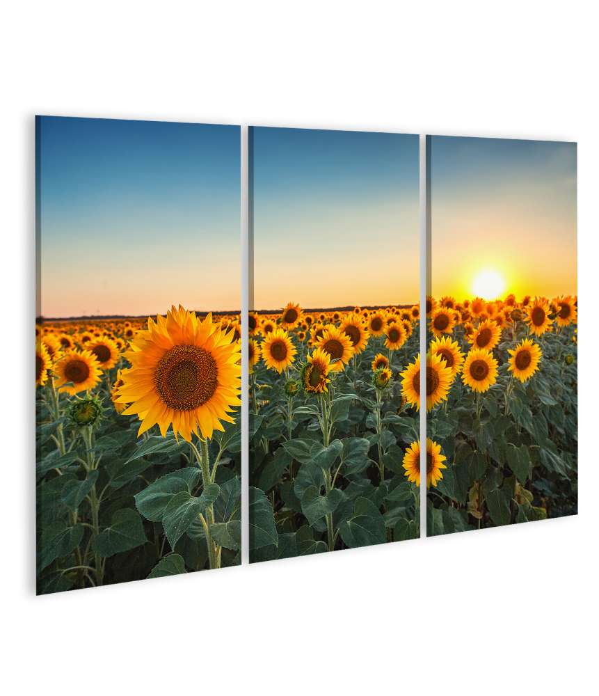 Islandburner Bild auf Leinwand Sonnenuntergang über einem Feld voller blühender Sonnenblumen