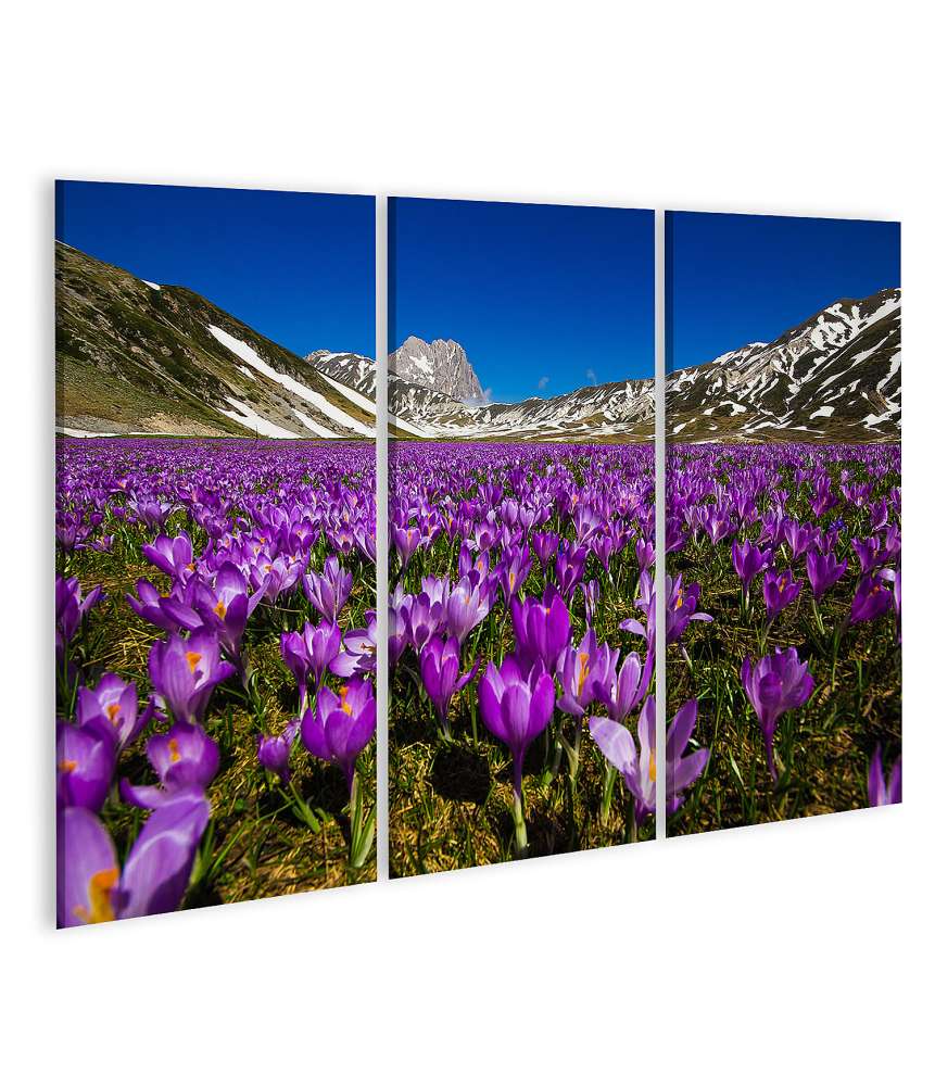 Islandburner Bild auf Leinwand Berglandschaft mit wilden Krokusblüten auf Wandteppich, Campo Imperatore, Italien