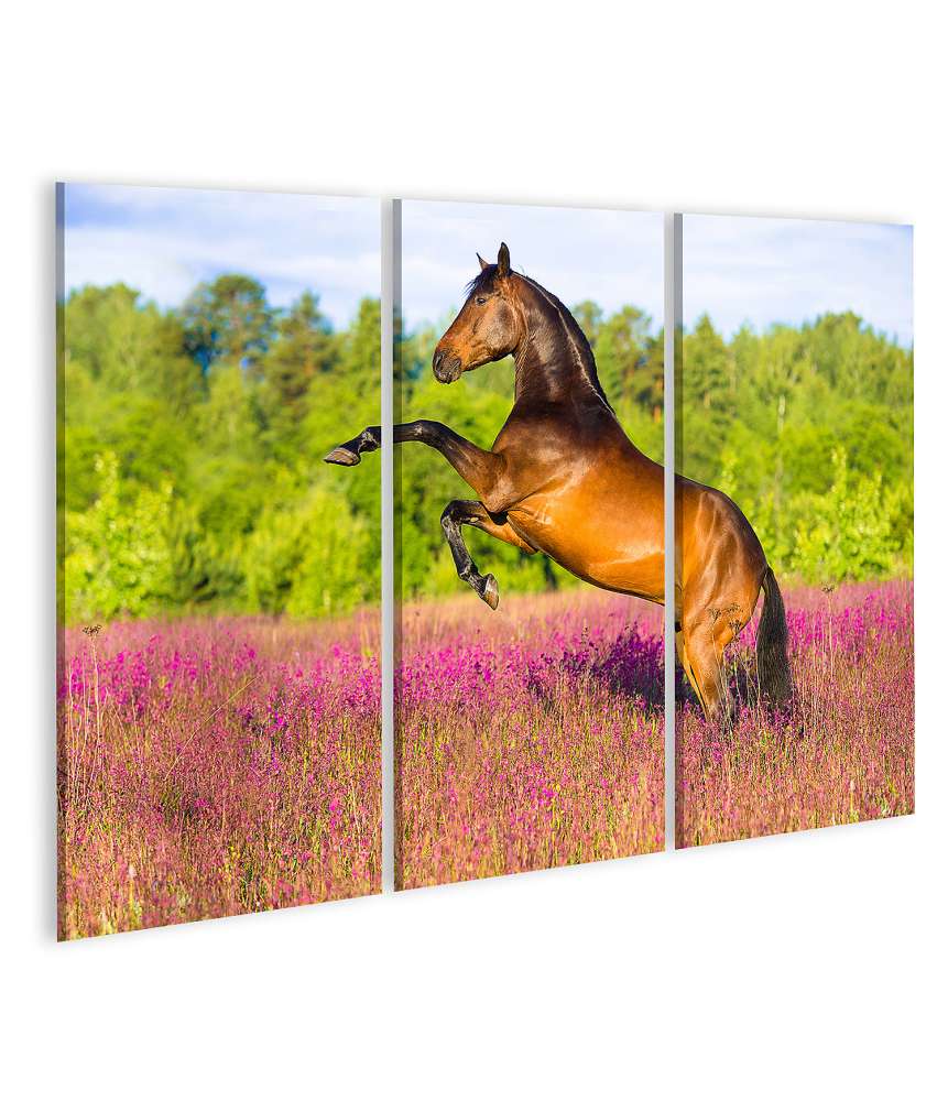 Islandburner Bild auf Leinwand Braunes Pferd majestätisch in einem farbenfrohen Blumenfeld dargestellt