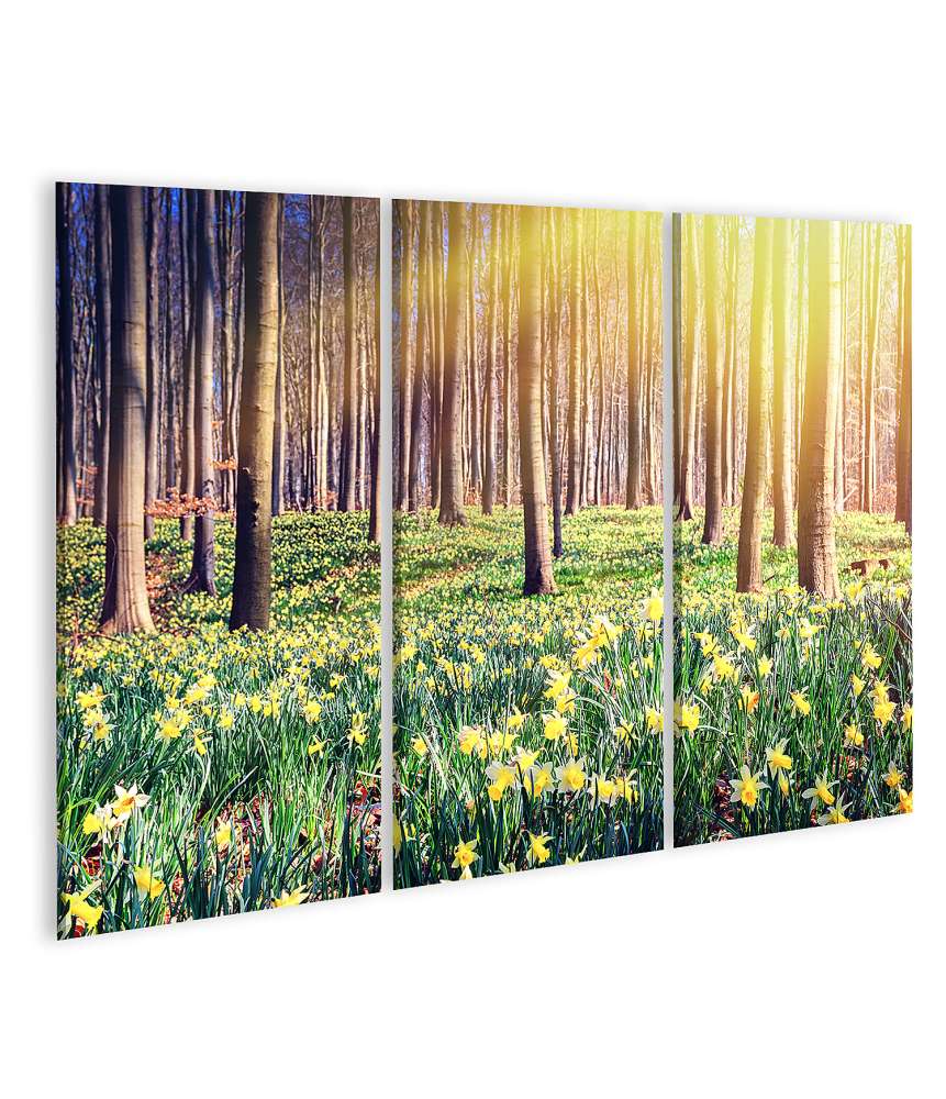 Islandburner Bild auf Leinwand Waldlandschaft im Frühling, übersät mit gelben Narzissen