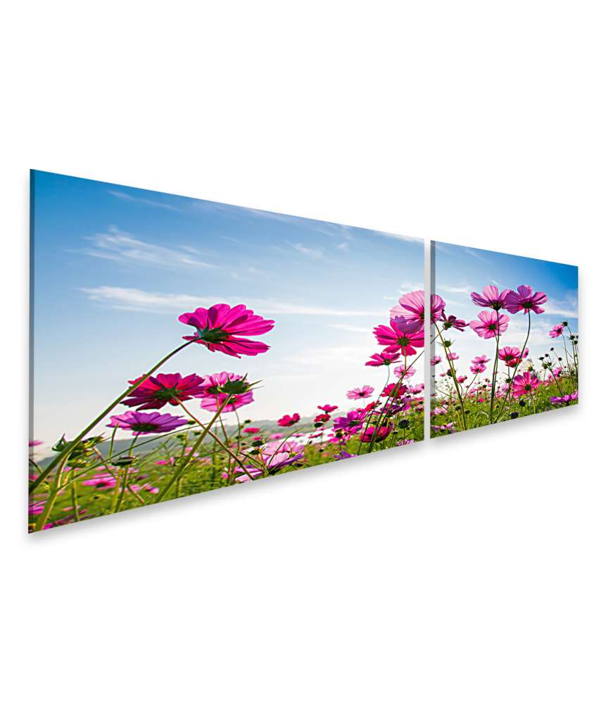 Islandburner Bild auf Leinwand Blumenfeld in Pink unter strahlend blauem Himmel