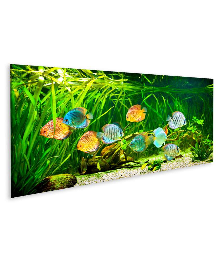 Islandburner Bild auf Leinwand Symphysodon Discus-Fische in einem Aquarium vor grünem Hintergrund