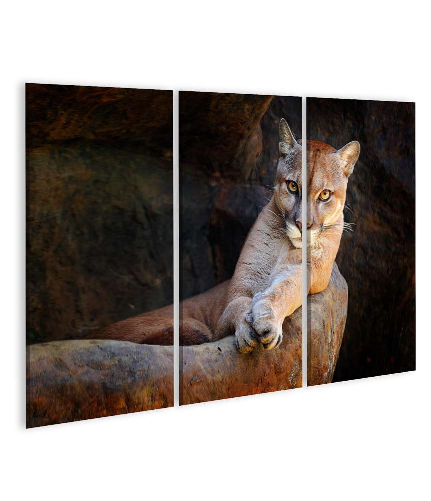 Islandburner Bild auf Leinwand Verstecktes Porträt des wilden Pumas (Puma Concolor) als Wandbild