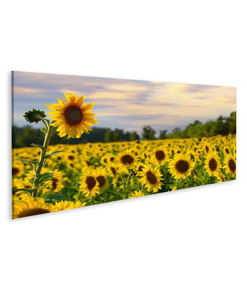 Islandburner Bild auf Leinwand Prächtiges Wandbild eines Sonnenblumenfelds bei zauberhaftem Abendhimmel