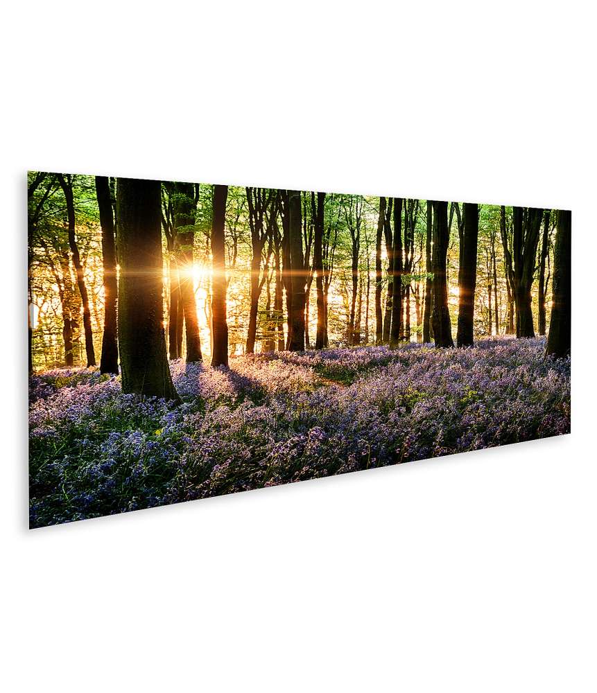 Islandburner Bild auf Leinwand Morgenlicht erweckt blühende Glockenblumen im Wald zum Leben